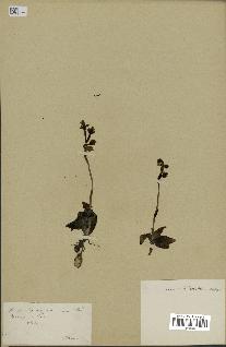 spécimen de Ophrys lutea