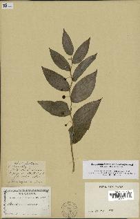 spécimen de Streptopus lanceolatus