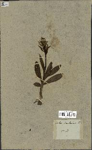 spécimen de Orchis sambucina