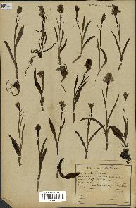 spécimen de Dactylorhiza maculata