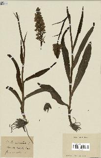 spécimen de Dactylorhiza maculata