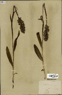 spécimen de Dactylorhiza incarnata