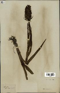 spécimen de Dactylorhiza incarnata