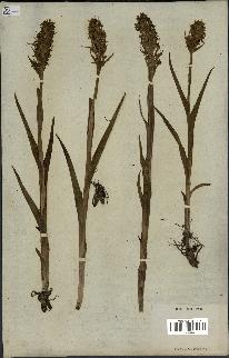 spécimen de Dactylorhiza incarnata