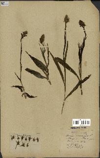 spécimen de Dactylorhiza maculata
