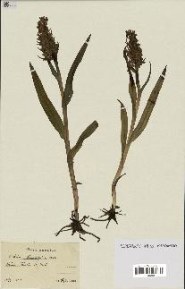 spécimen de Dactylorhiza incarnata