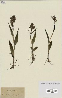 spécimen de Dactylorhiza incarnata