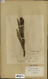 spécimen de Dactylorhiza incarnata
