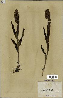 spécimen de Dactylorhiza incarnata
