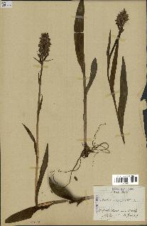 spécimen de Dactylorhiza incarnata