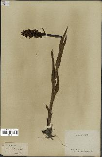 spécimen de Dactylorhiza incarnata