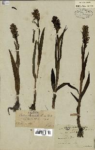 spécimen de Dactylorhiza incarnata