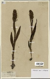 spécimen de Dactylorhiza incarnata