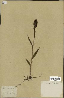 spécimen de Dactylorhiza incarnata