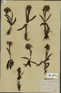 spécimen de Dactylorhiza incarnata
