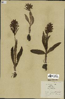 spécimen de Dactylorhiza incarnata