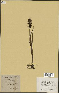 spécimen de Dactylorhiza incarnata