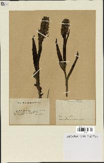 spécimen de Dactylorhiza incarnata