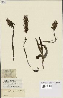 spécimen de Dactylorhiza incarnata