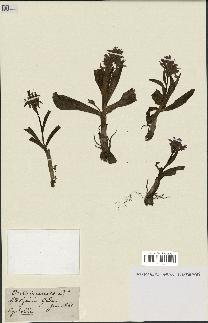 spécimen de Dactylorhiza incarnata