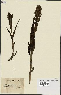 spécimen de Dactylorhiza incarnata