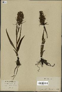 spécimen de Dactylorhiza incarnata