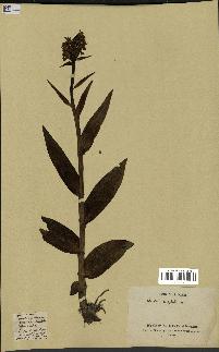 spécimen de Dactylorhiza latifolia