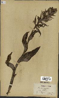 spécimen de Dactylorhiza latifolia