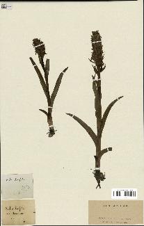 spécimen de Dactylorhiza latifolia
