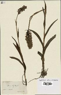 spécimen de Dactylorhiza latifolia