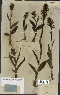 spécimen de Dactylorhiza latifolia