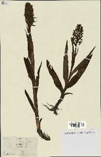 spécimen de Dactylorhiza latifolia