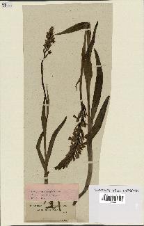 spécimen de Dactylorhiza latifolia