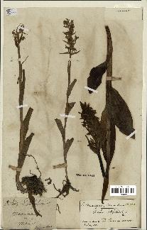 spécimen de Dactylorhiza latifolia