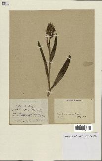 spécimen de Dactylorhiza latifolia