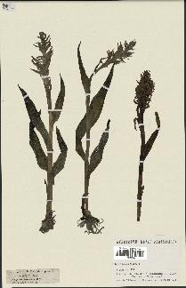 spécimen de Dactylorhiza latifolia