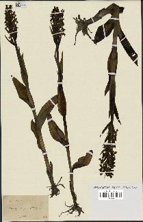 spécimen de Dactylorhiza latifolia