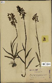 spécimen de Orchis alata