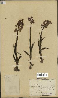 spécimen de Orchis alata