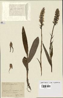 spécimen de Dactylorhiza maculata