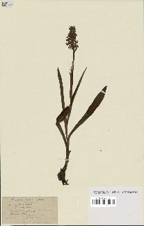 spécimen de Dactylorhiza maculata