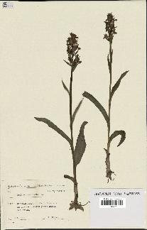 spécimen de Dactylorhiza maculata