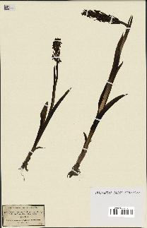 spécimen de Dactylorhiza incarnata
