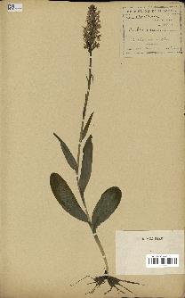 spécimen de Dactylorhiza incarnata