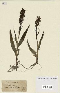 spécimen de Dactylorhiza incarnata