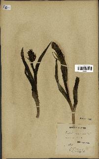 spécimen de Dactylorhiza incarnata