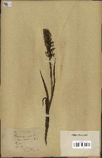 spécimen de Dactylorhiza incarnata