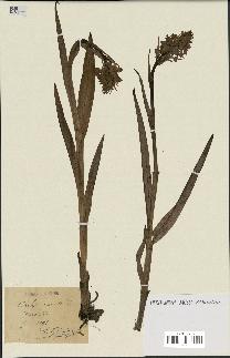 spécimen de Dactylorhiza incarnata