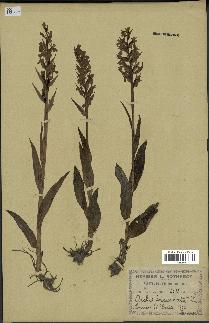 spécimen de Dactylorhiza incarnata