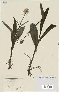 spécimen de Dactylorhiza fuchsii